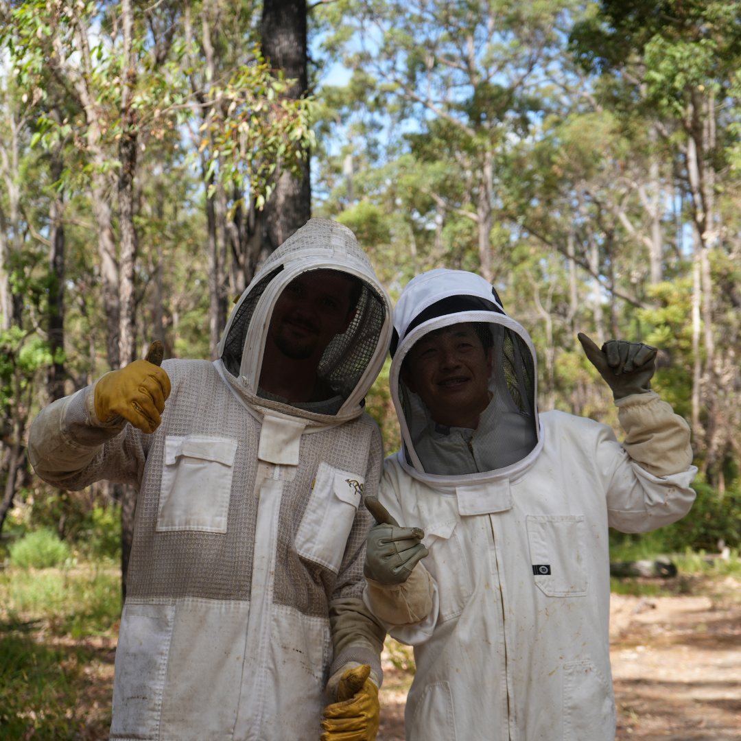 2 bee keepers in protective gear in jarrah forrest