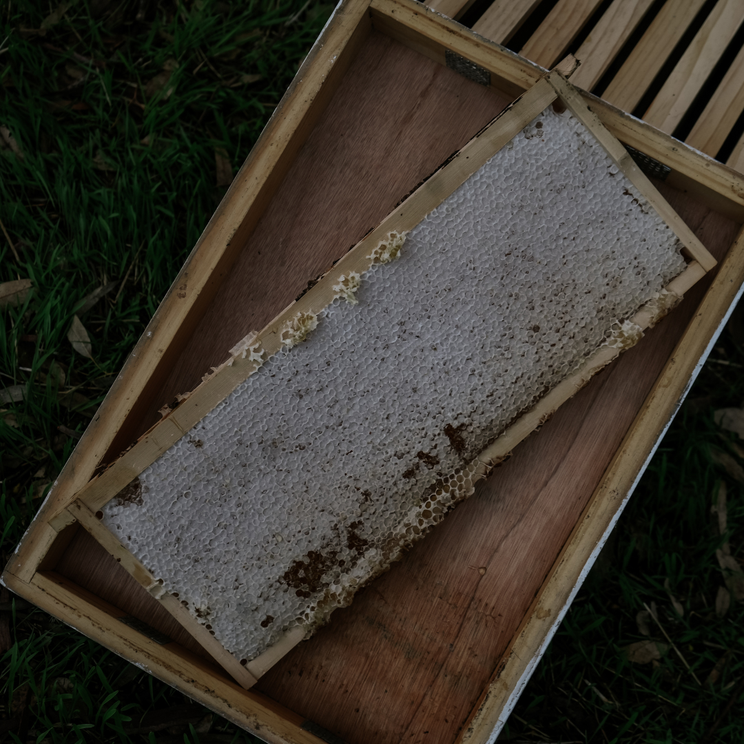 Raw Honeycomb Frame (1.5 – 2kg) - Pure & Natural Honey Co