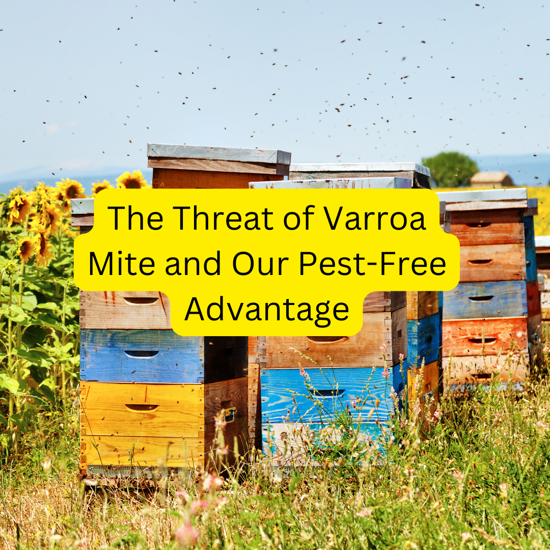 Why Western Australia Remains a Safe Haven for Honeybees: The Threat of Varroa Mite and Our Pest-Free Advantage