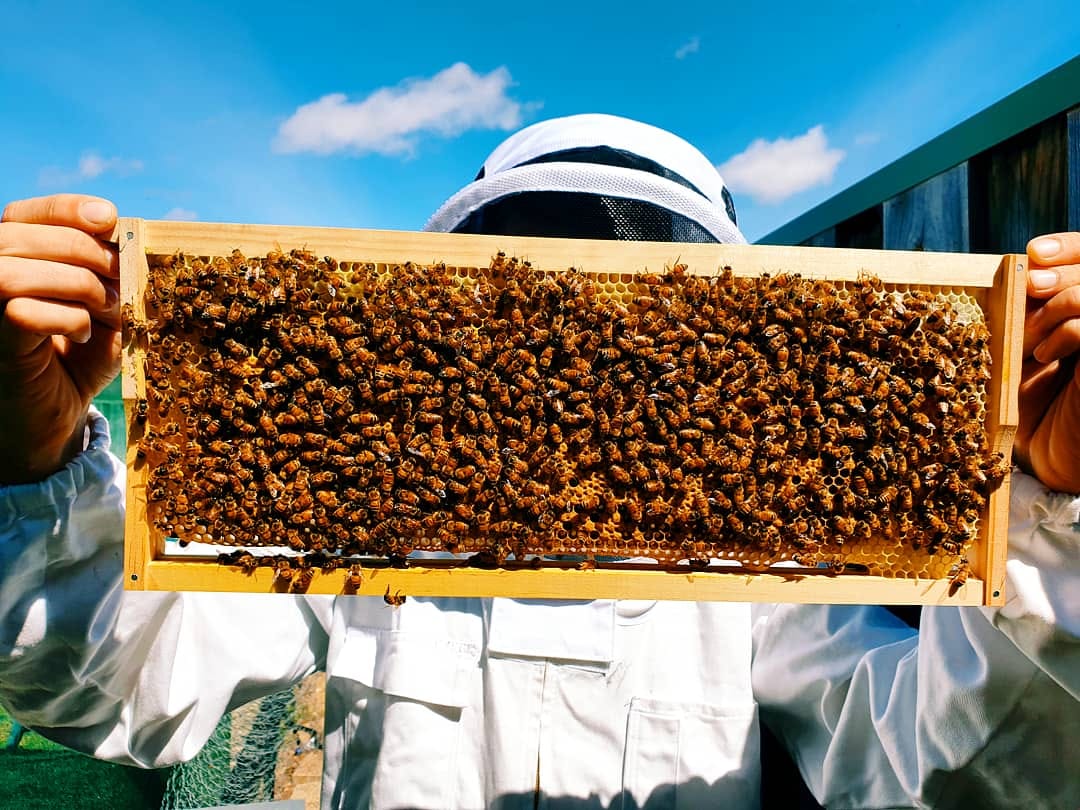 Ethical Beekeeping - Pure & Natural Honey Co